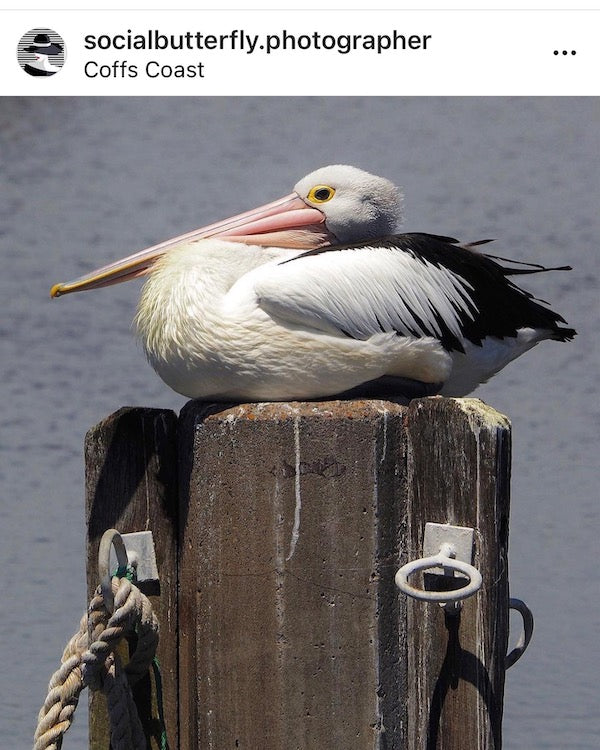 Pelican Pole. 30x40cm / 12x16"