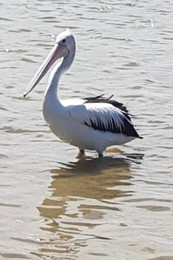 Pelican puddling